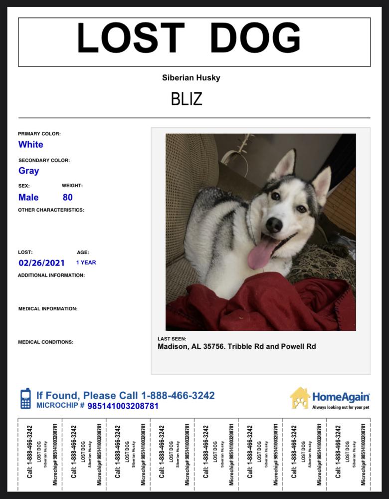 Image of Bliz, Lost Dog