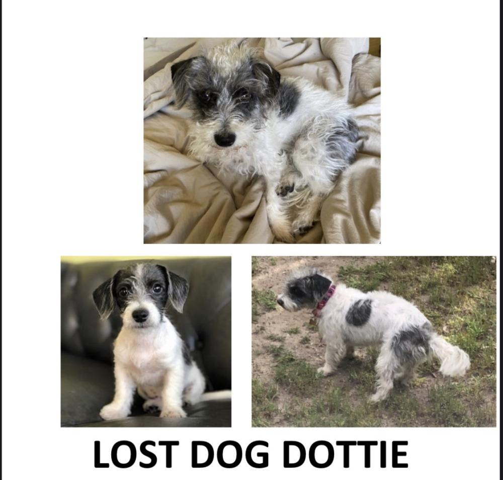 Found Dog Dottie