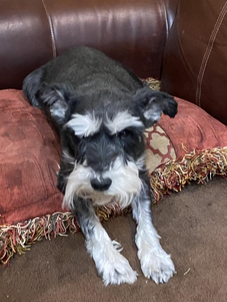 Why Does My Schnauzer Stink