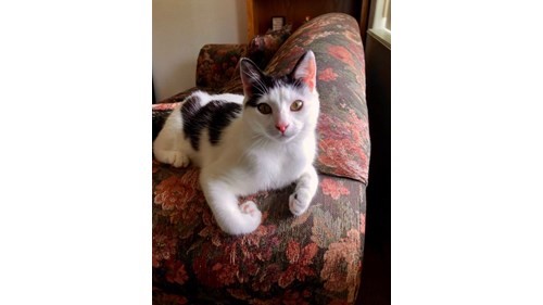Image of Johnny, Lost Cat
