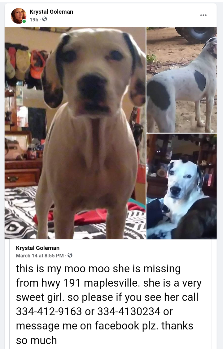 Image of moo moo, Lost Dog
