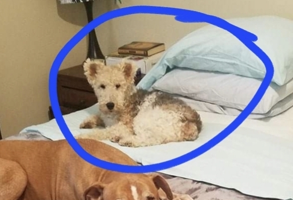 Image of Trip, Lost Dog