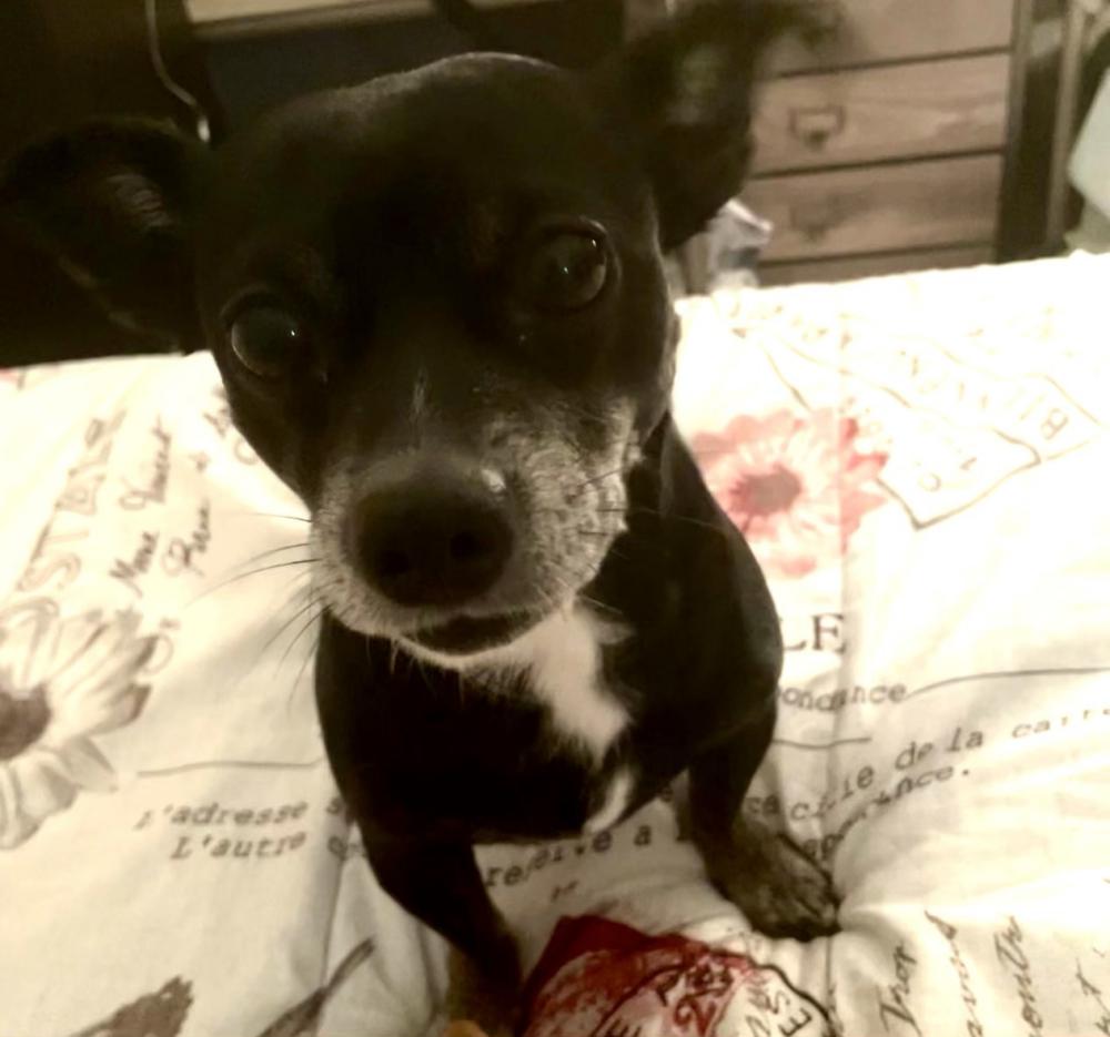 Lost black deals chihuahua