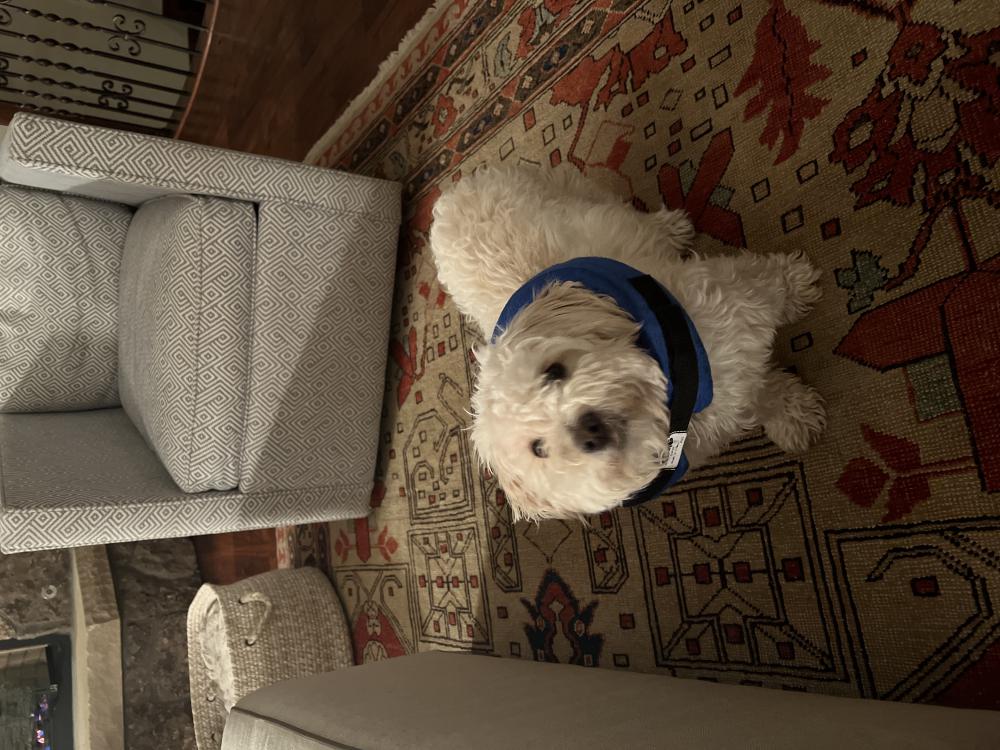 Found Dog Taco