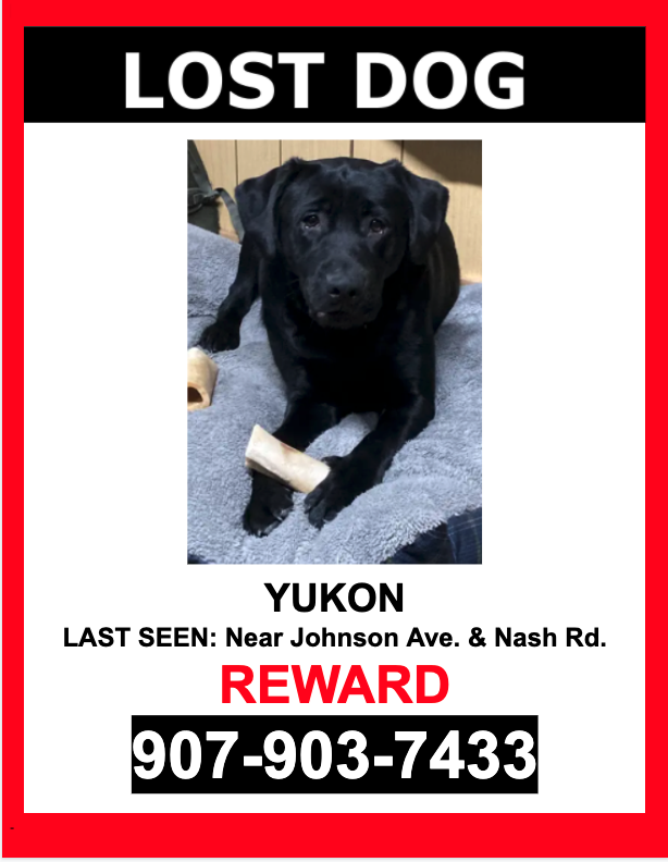 Image of Yukon, Lost Dog
