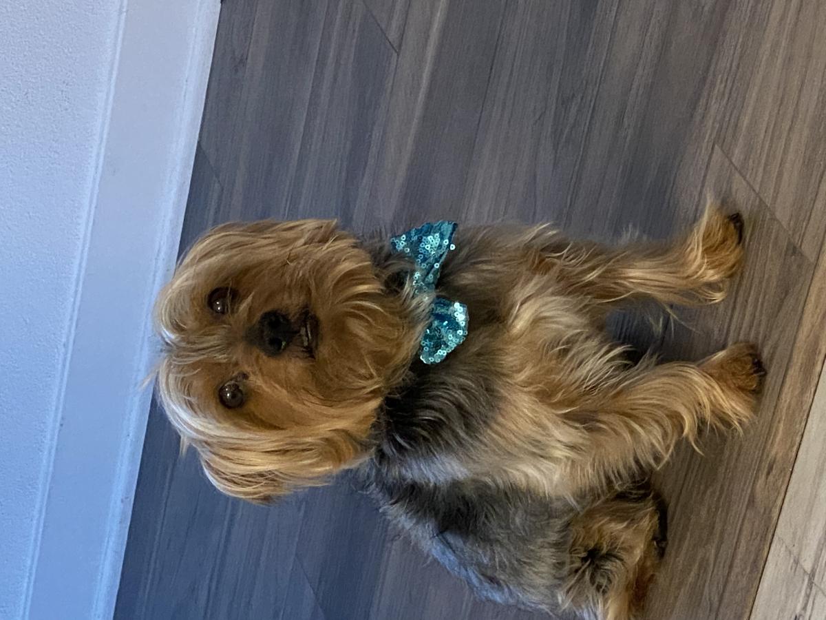 Lost Dog Yorkshire Terrier in DOWNEY, CA - Lost My Doggie