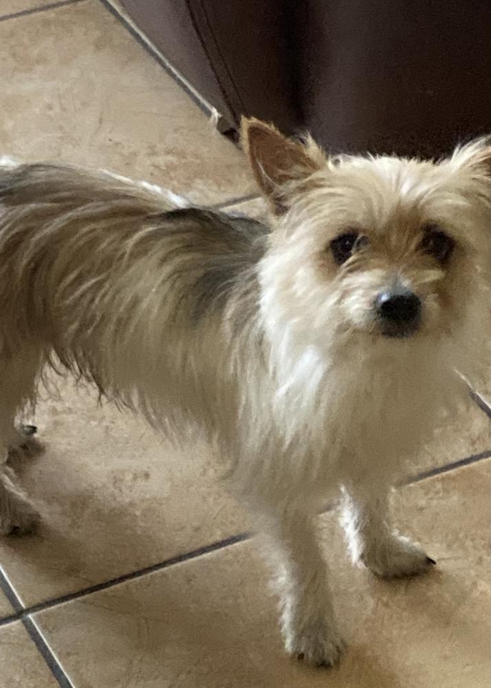 Image of UNKNOWN., Found Dog