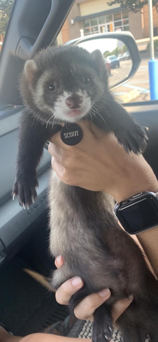 Image of Scout, Lost Ferret