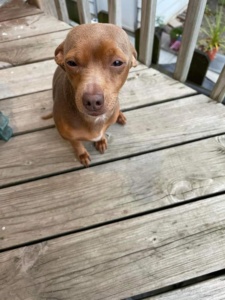 Lost Dog Chihuahua in MILWAUKEE, WI Lost My Doggie