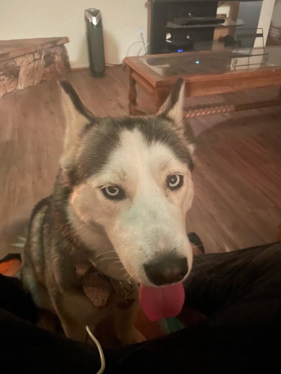 Found Dog Luna