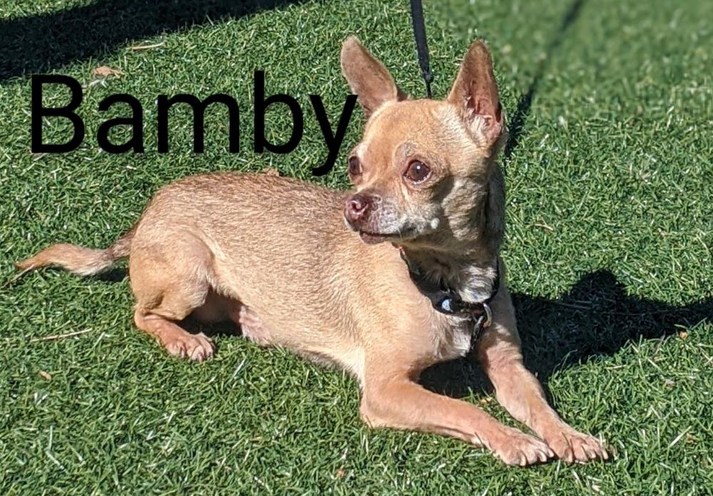 Image of Bamby, Lost Dog