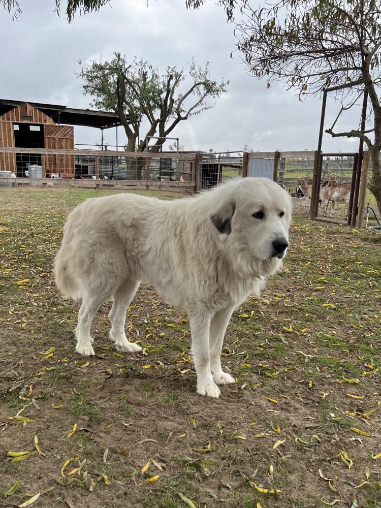 Lost shop great pyrenees