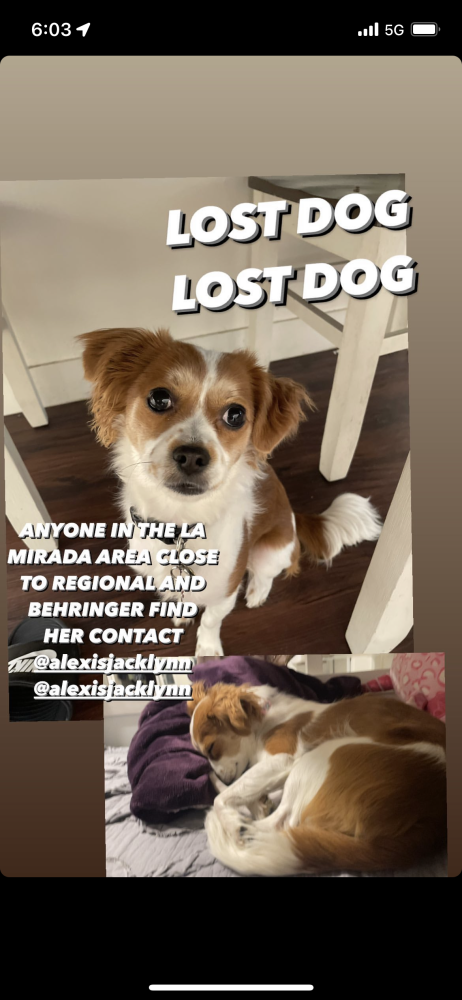 Image of Xena, Lost Dog