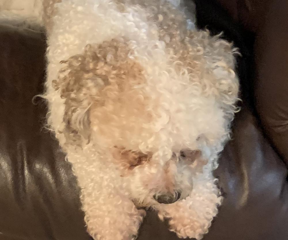 Lost bichon sales frise