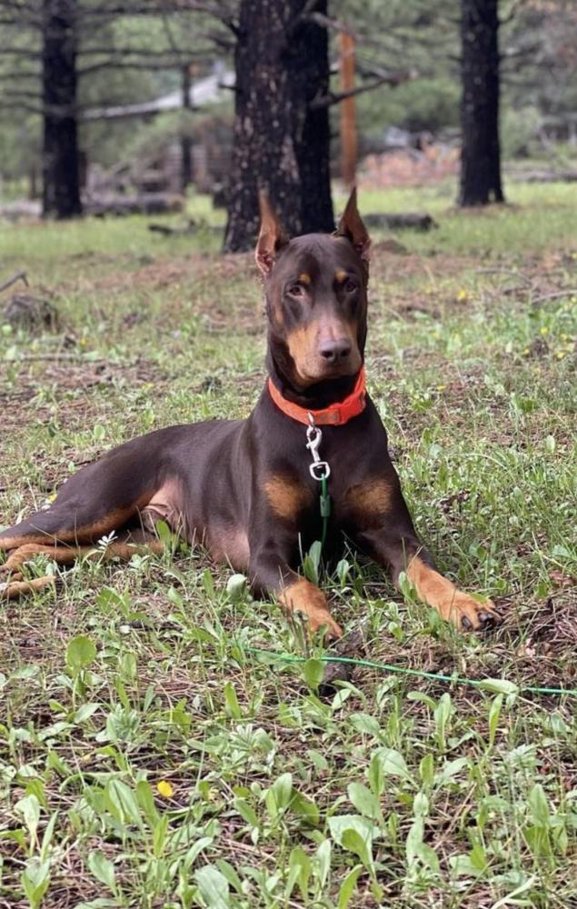 Red Doberman Puppies For Adoption