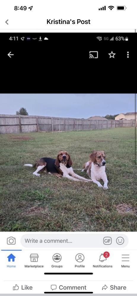 Image of Duke and Boone, Lost Dog