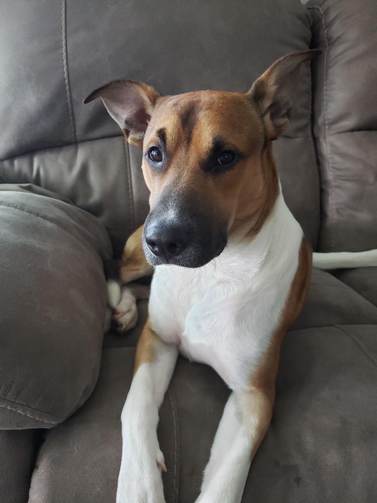 Lost Dog Mixed Breed in BEREA, KY Lost My Doggie