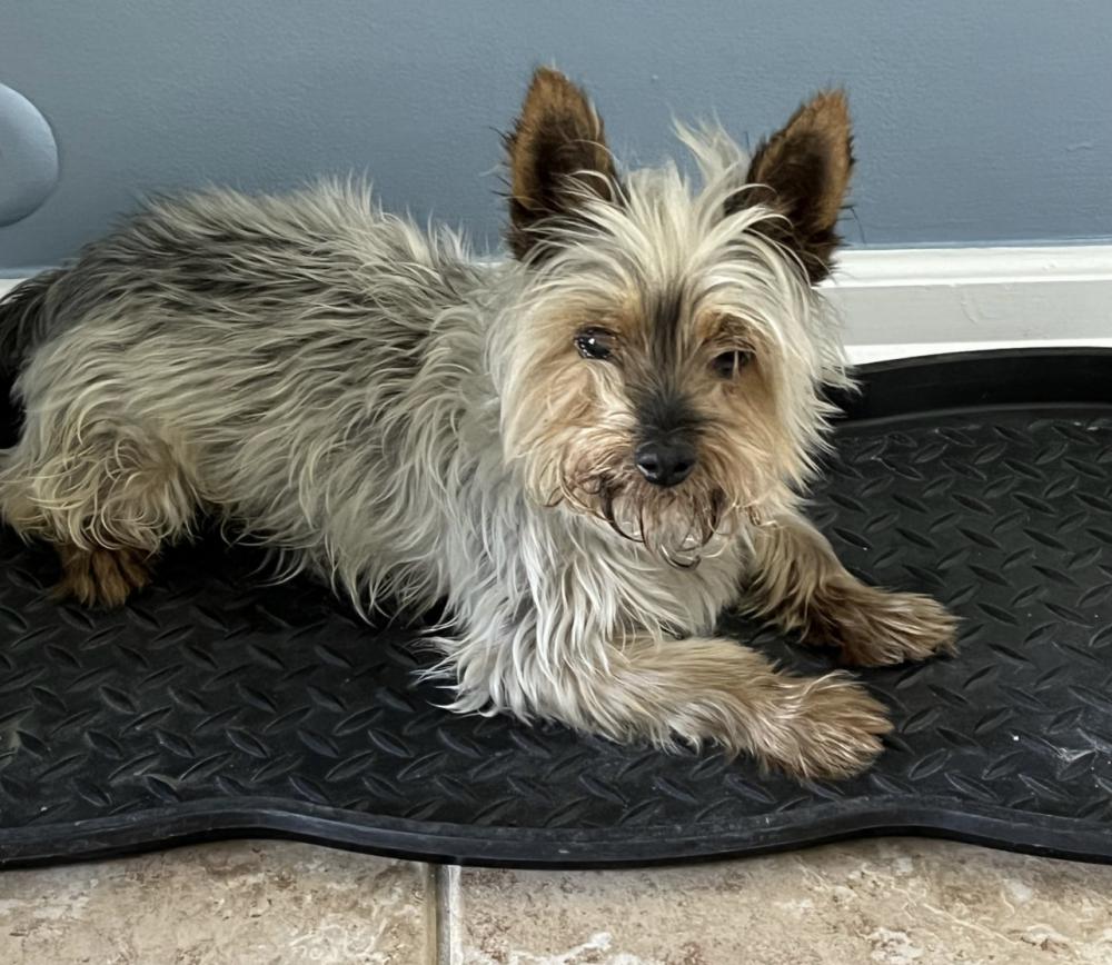 lost-dog-yorkshire-terrier-in-darien-il-lost-my-doggie