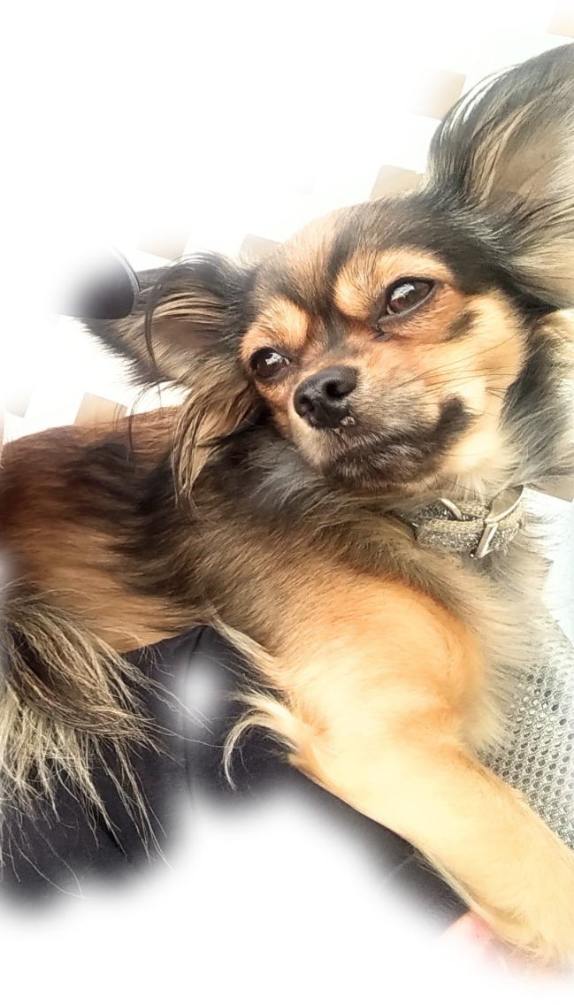 Lost Dog Chihuahua In YUMA AZ Lost My Doggie Lost Dog Chihuahua In YUMA AZ Lost My Doggie