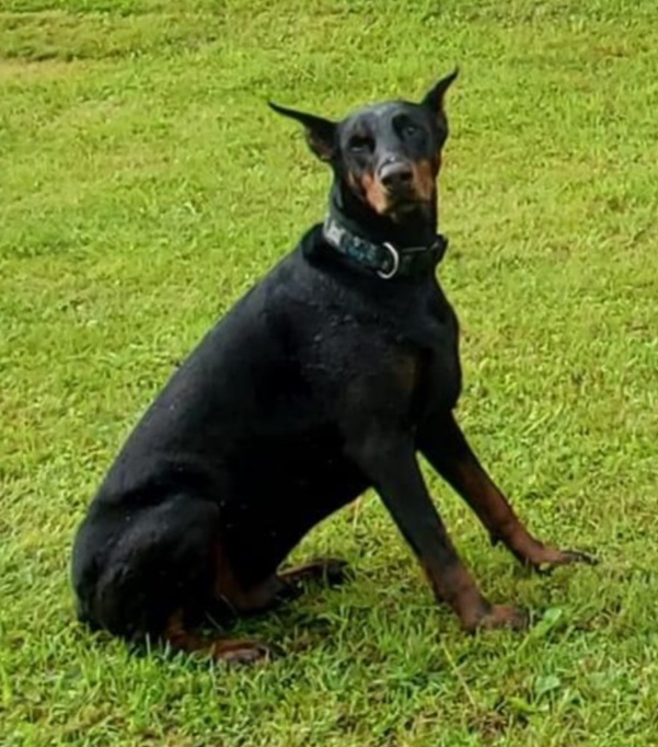 Lost Dog Doberman Pinscher in POTTSTOWN, PA Lost My Doggie
