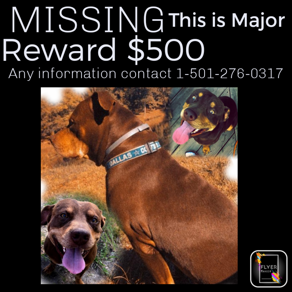 Image of Major, Lost Dog