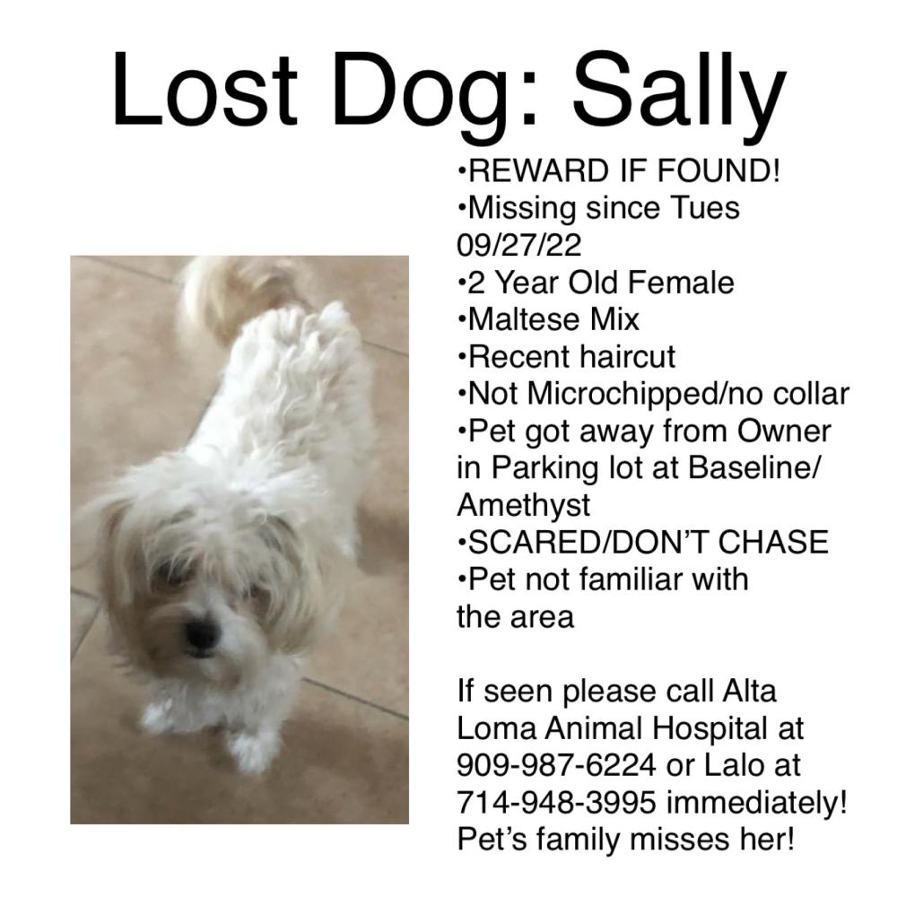 Image of Sally, Lost Dog