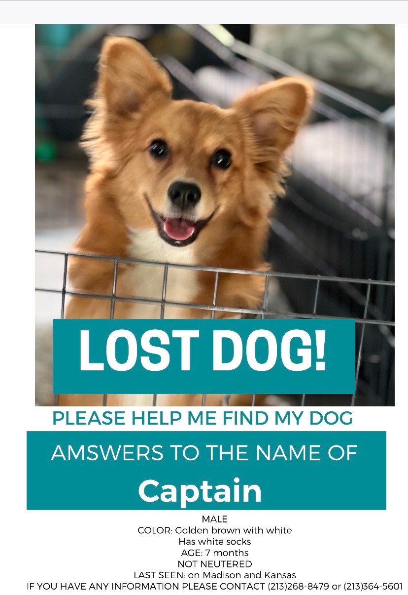 Image of Captain, Lost Dog