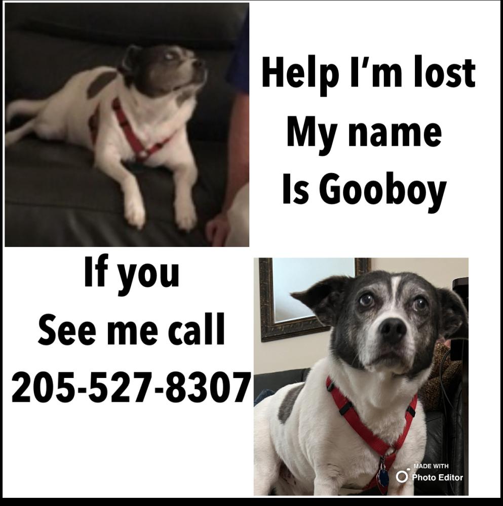 Image of Gooboy, Lost Dog