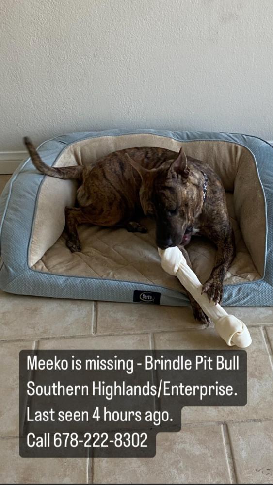 Lost Dog Mixed Breed in LAS VEGAS, NV Lost My Doggie