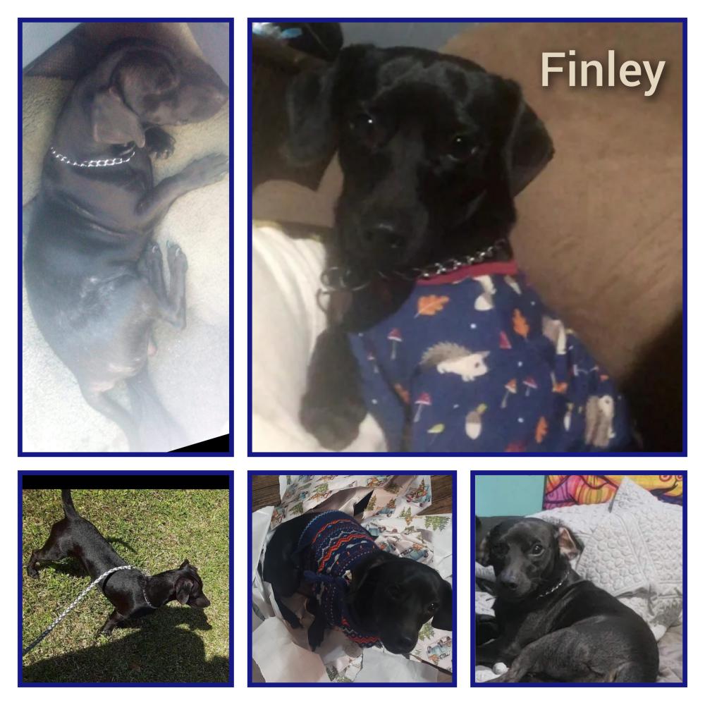 Lost Dog Dachshund in TUPELO, MS Lost My Doggie