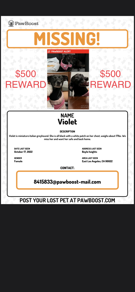 Image of Violet, Lost Dog