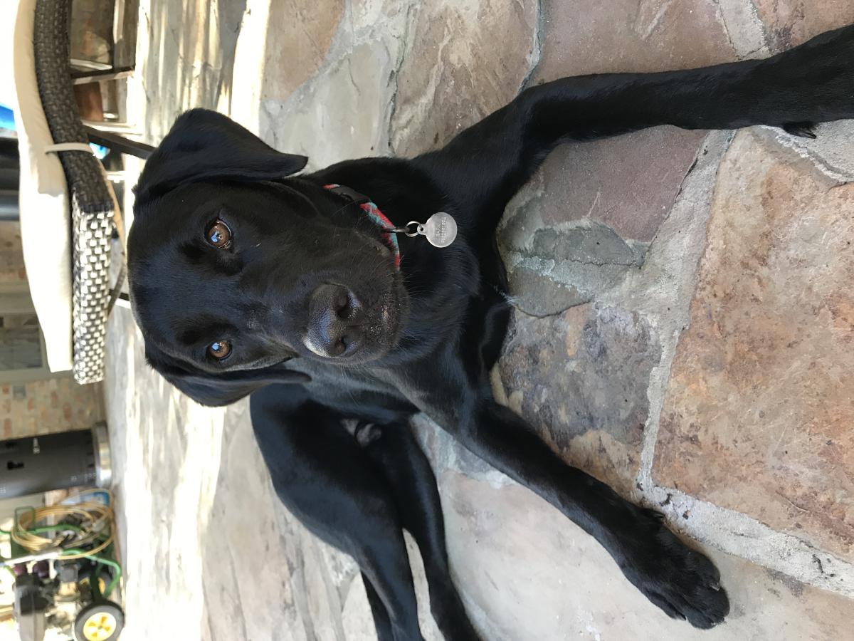 Lost Dog Labrador Retriever In MYRTLE BEACH SC Lost My Doggie lost-dog-labrador-retriever-in-myrtle-beach-sc-lost-my-doggie