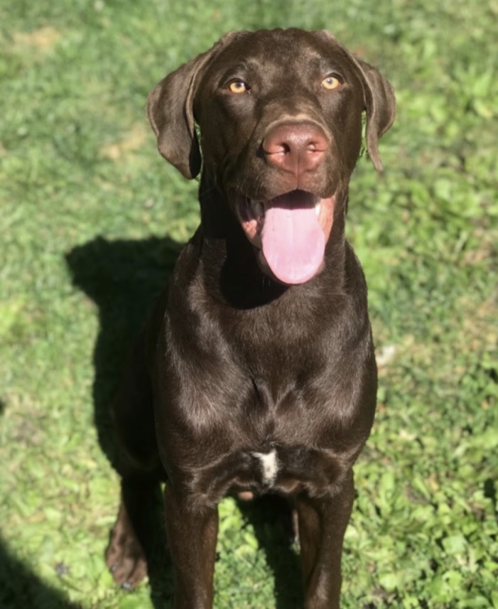 Lost Lab Dogs Lost Dog Labrador Retriever in ZION, IL - Lost My Doggie