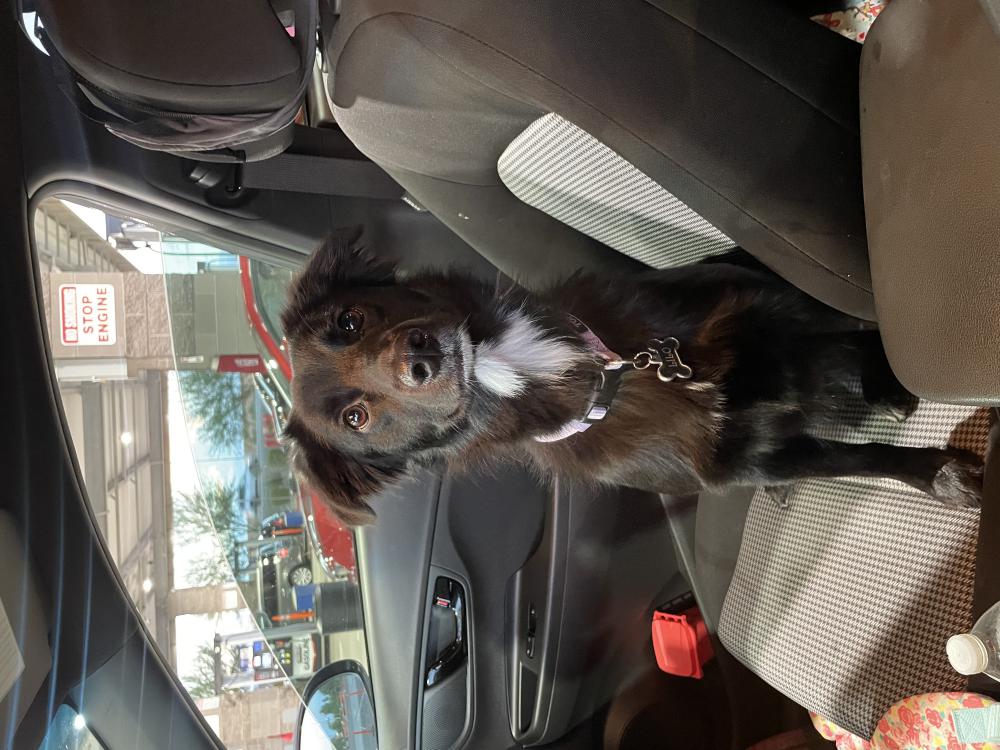 Lost Dog Border Collie In BUCKEYE AZ Lost My Doggie lost-dog-border-collie-in-buckeye-az-lost-my-doggie