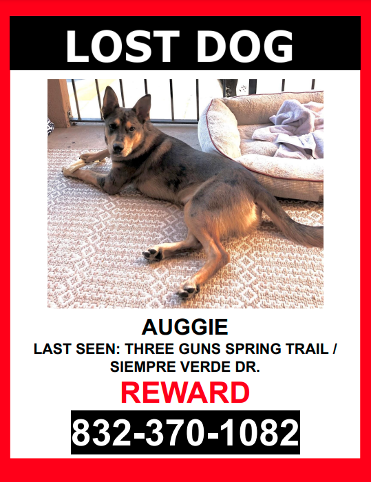 Image of Auggie, Lost Dog