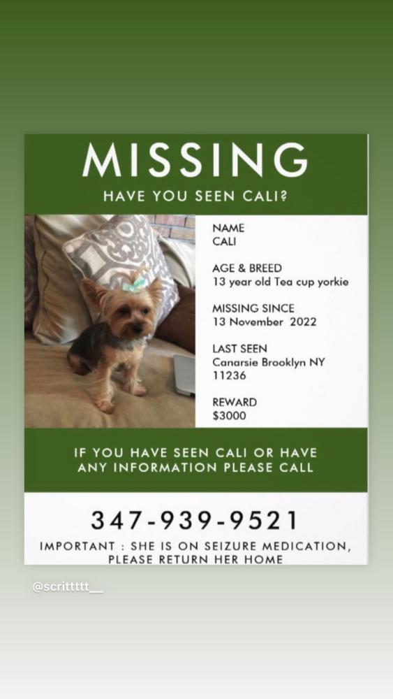 What To Do If You Find A Lost Dog Uk