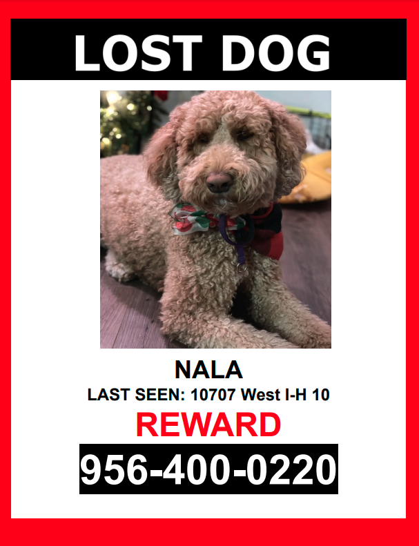 Lost Dog Other in SAN ANTONIO, TX - Lost My Doggie