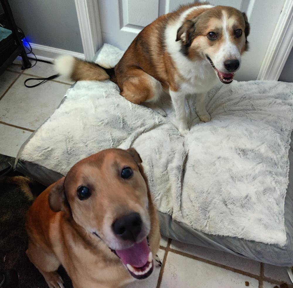 Image of Cooper and Pepper, Lost Dog
