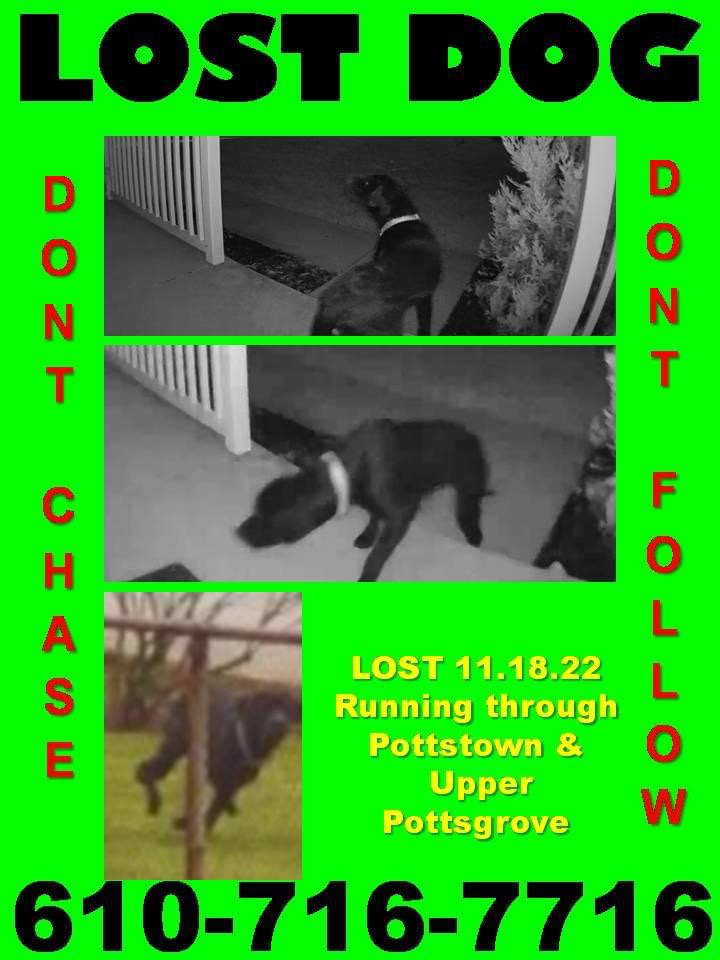 lost-dog-labrador-retriever-in-pottstown-pa-lost-my-doggie
