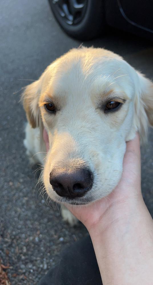 Lost Dog Golden Retriever in EDMONDS, WA - Lost My Doggie Lost Dog Golden Retriever in EDMONDS, WA - Lost My Doggie