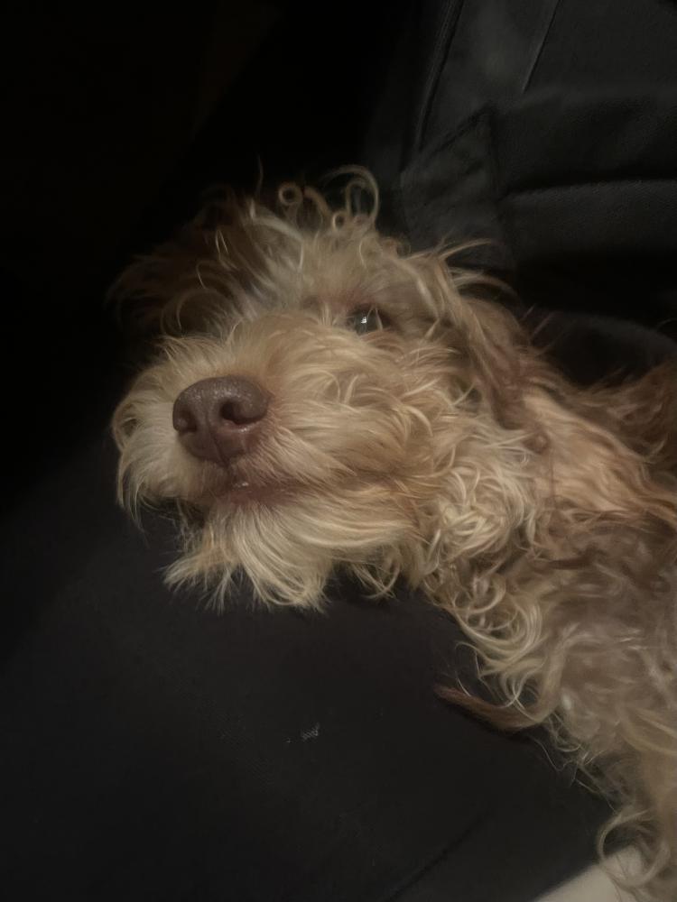 Image of Arlo or (chocolate), Lost Dog