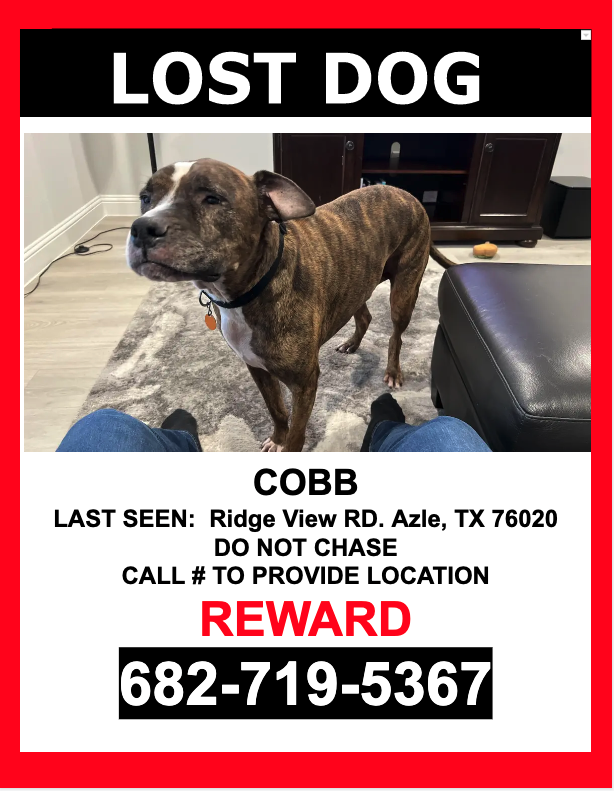 Lost Dog Pit Bull in AZLE, TX - Lost My Doggie