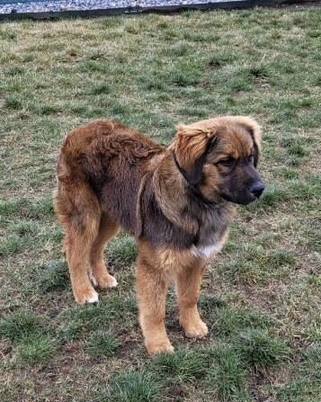 Clearance leonberger bernese mountain dog mix New Arrivals