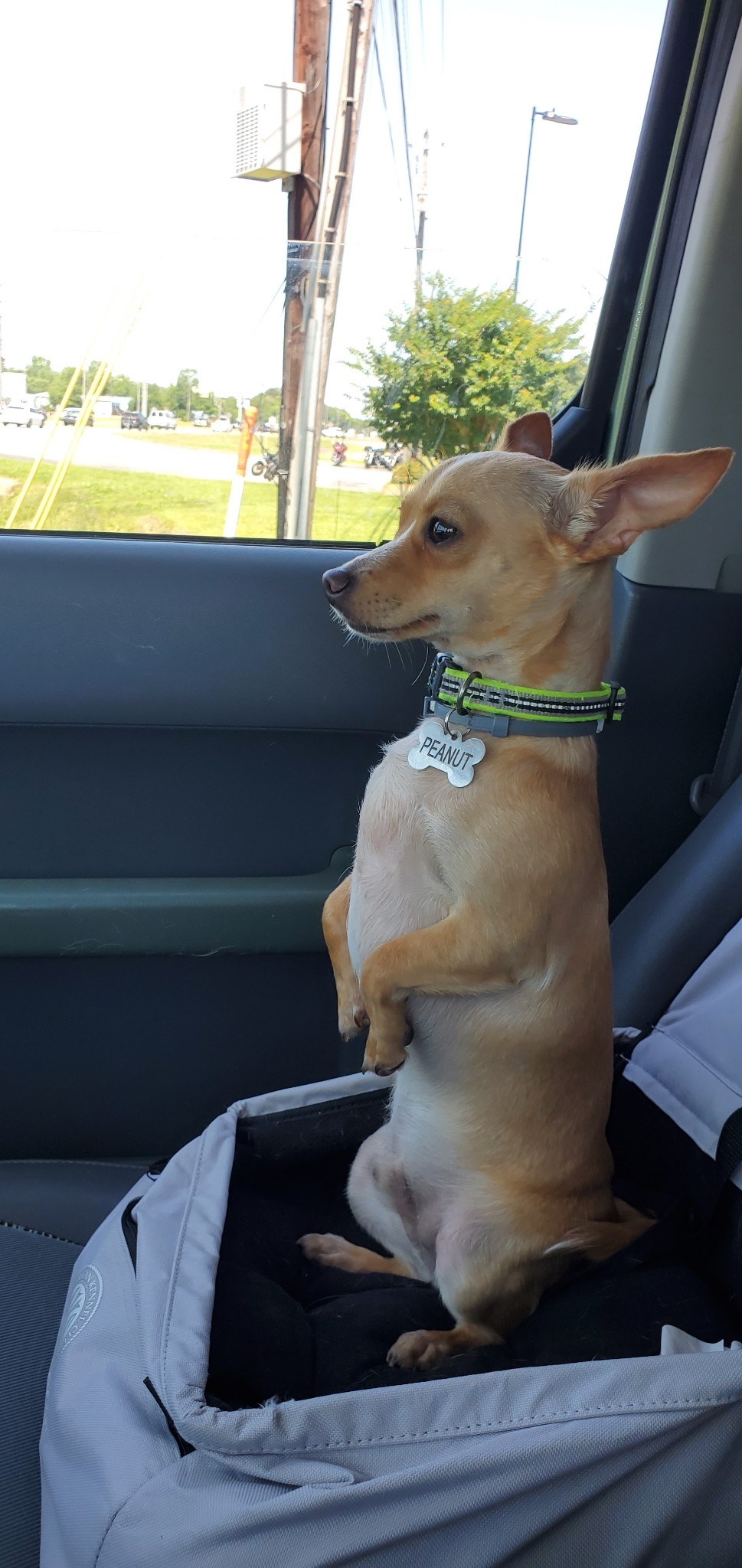 Lost Dog Chihuahua in BONIFAY, FL Lost My Doggie