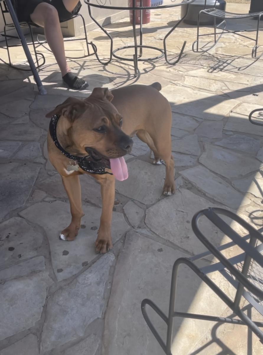 Lost Dog Boxer in LUFKIN, TX - Lost My Doggie