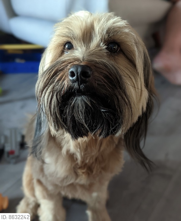 Lost Dog Tibetan Terrier in SANTA ANA, CA - Lost My Doggie Lost Dog Tibetan Terrier in SANTA ANA, CA - Lost My Doggie