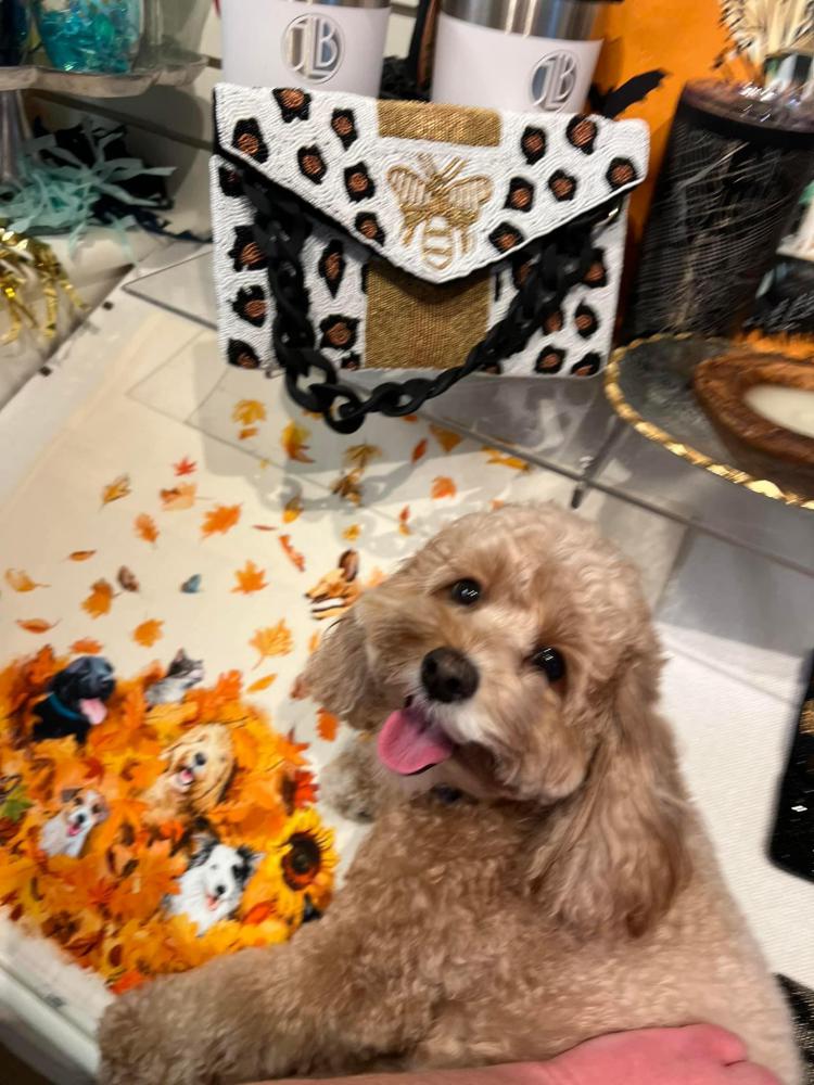 Lost dog other in birmingham al lost my doggie