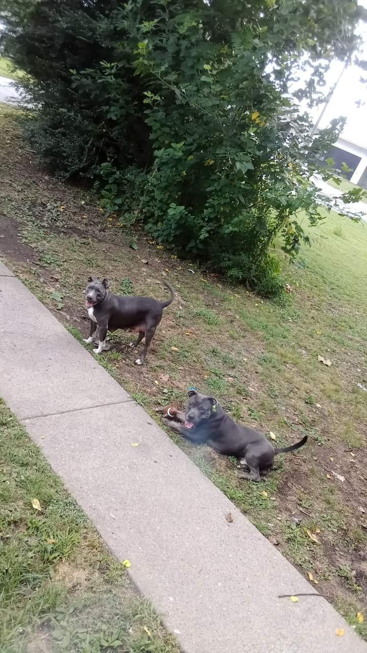 Image of Rockmale and ladyfemale, Lost Dog
