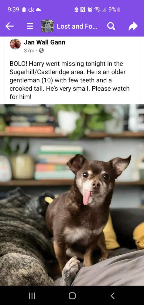 Image of Harry, Lost Dog