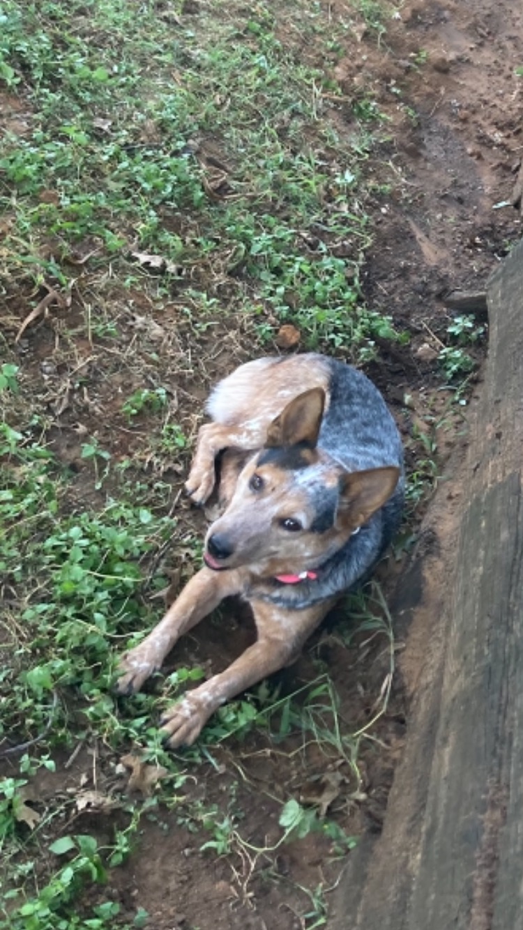 Image of Sheba, Lost Dog